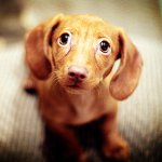 犬の目が荒れている：何をすべきか