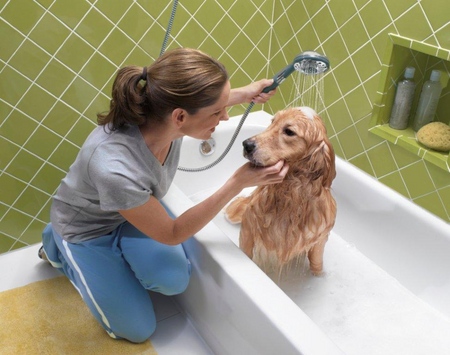 犬には脱毛があります：原因と治療
