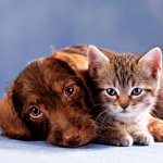 猫と犬の毛皮の世話