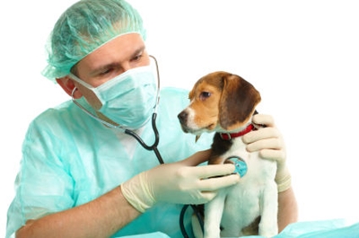 子犬の予防接種：子犬にはどんな予防接種が必要ですか？