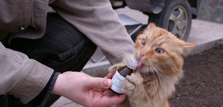 猫のためのヴァレリアン：所有者に面している危険