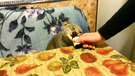 猫のためのヴァレリアン：所有者に面している危険