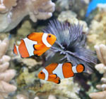水槽魚の種類 水槽魚の種類