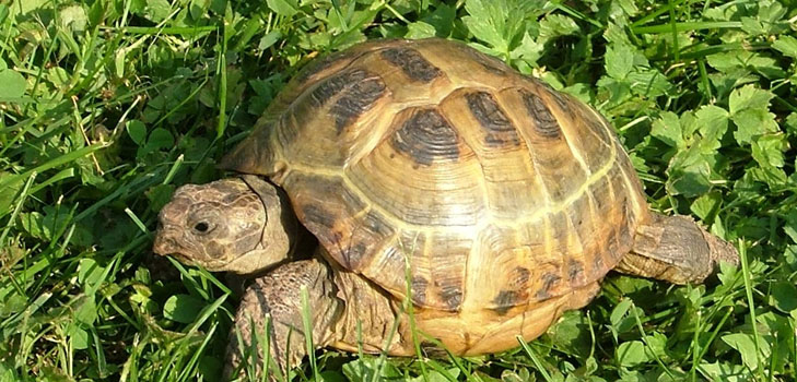 カメの種類：あなたが始める前に覚えておく必要があるものは？
