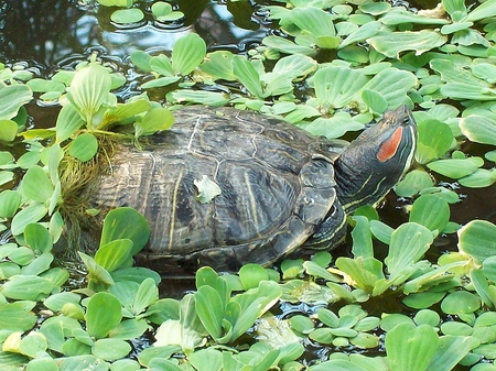 カメの種類：あなたが始める前に覚えておく必要があるものは？