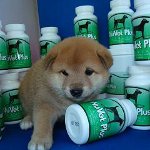 犬用ビタミン 犬用ビタミン