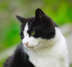 なぜ猫は草を食べるのですか? なぜ猫は草を食べるのですか?