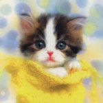 子猫の便秘