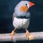 ゼブラアマディーンズ