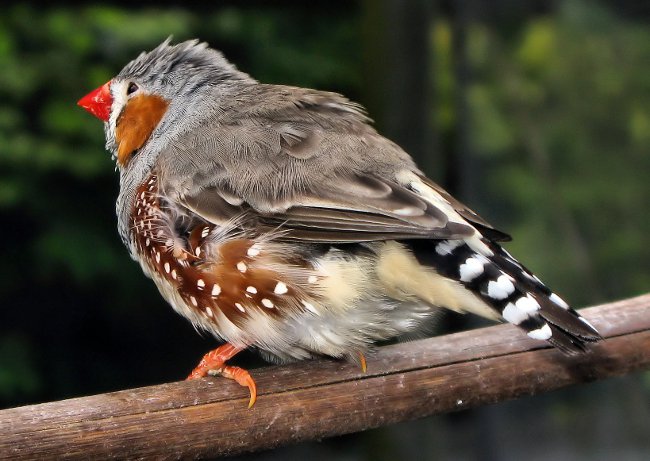ゼブラアマディーンズ