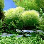 水族館は緑色です。私は何をすべきですか? 水族館は緑色です。私は何をすべきですか?