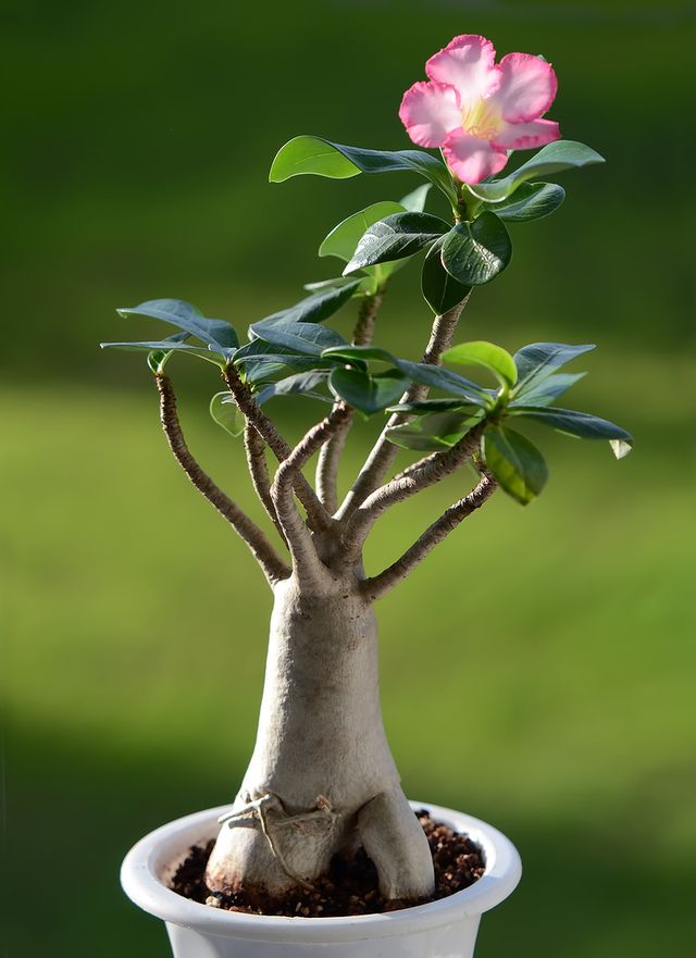 Adenium  - 在宅ケア（写真、ビデオ）。花のアデニウムを適切にケアする方法