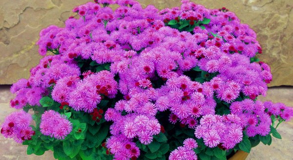 アゲラタム：植え付けとケア。人気の品種
