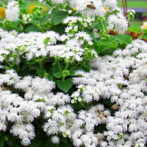 アゲラタム：植え付けとケア。人気の品種