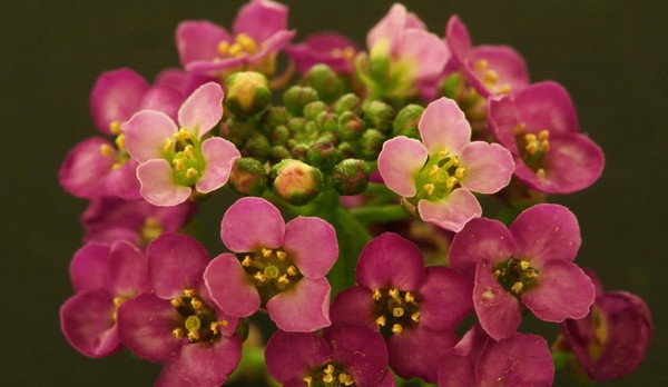 Alyssum：植栽とケア、最高の品種の写真