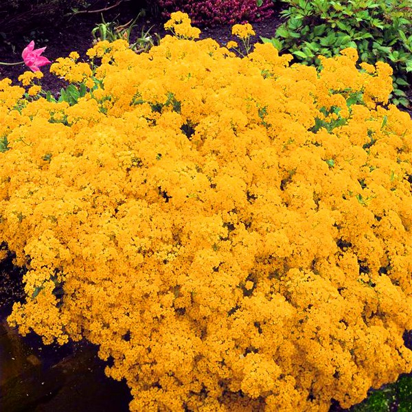 Alyssum：植栽とケア、最高の品種の写真