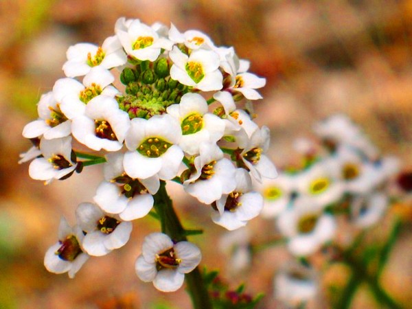 Alyssum：植栽とケア、最高の品種の写真
