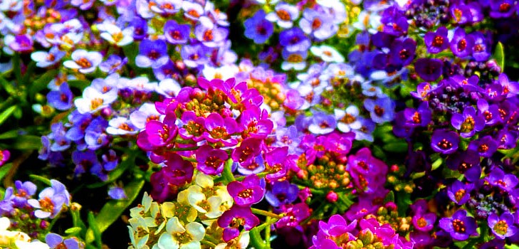 Alyssum：植栽とケア、最高の品種の写真
