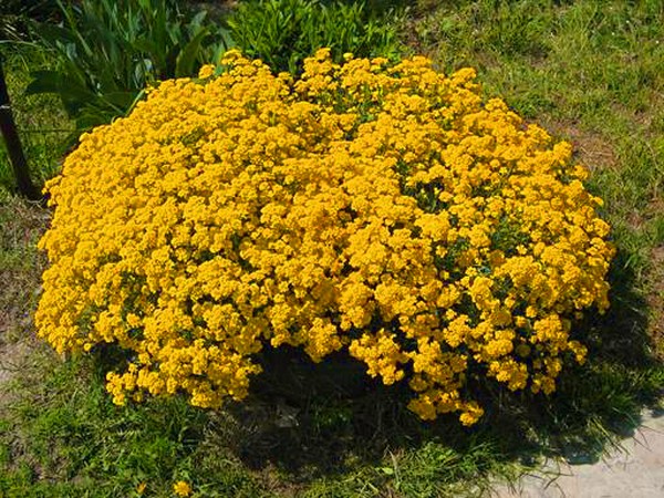 Alyssum：植栽とケア、最高の品種の写真