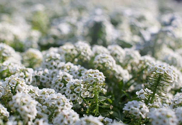 Alyssum：植栽とケア、最高の品種の写真