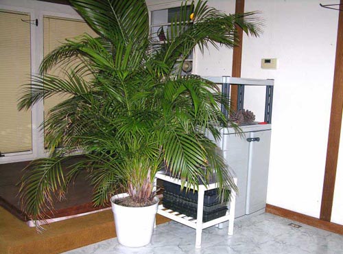 Areca。ホームケア
