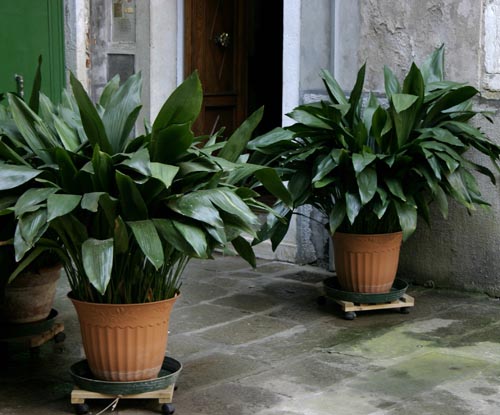 Aspidistra：種と品種