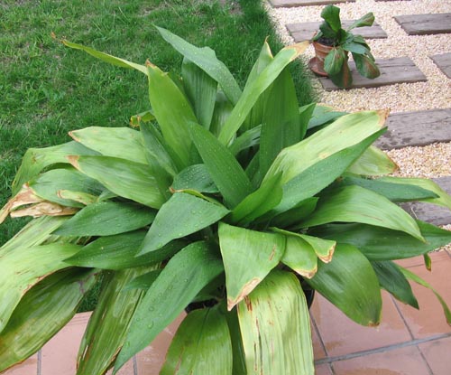 Aspidistra：自宅での写真とケア