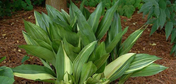 Aspidistra：自宅でのケア、開花、写真