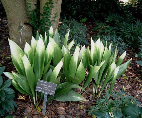 Aspidistra：在宅ケア