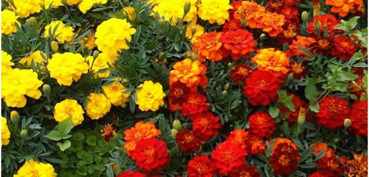 花マリーゴールド