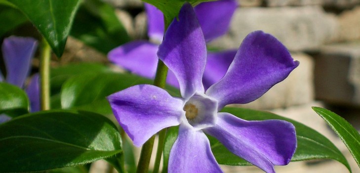 Periwinkle。栽培とケア 