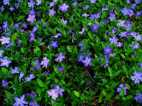 Periwinkle。栽培とケア 