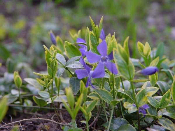 Periwinkle。栽培とケア 