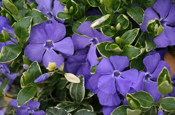 Periwinkle。栽培とケア 