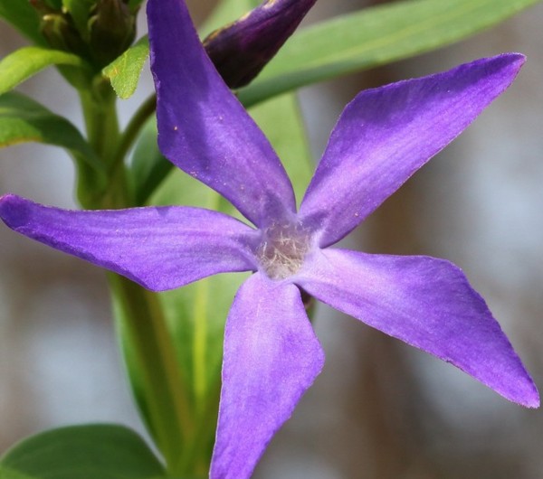 Periwinkle。栽培とケア 