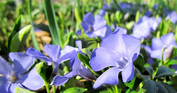 Periwinkle。栽培とケア 