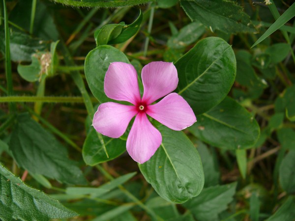 Periwinkle。栽培とケア 