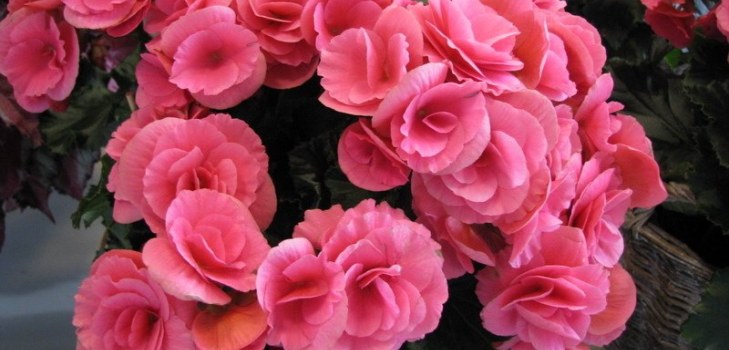 ベゴニアの花