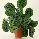 屋内植物の病気：真菌病。パート1
