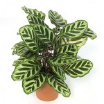 屋内植物の病気：真菌病。パート2