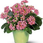 室内植物の病気：ウイルス性疾患