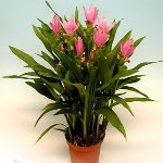 屋内植物の病害虫:害虫(その1) 屋内植物の病害虫:害虫(その1)