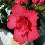屋内植物の病害虫：害虫（その2）
