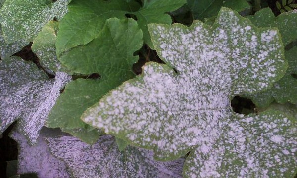 キュウリの病気:症状、治療および予防(写真付き) キュウリの病気:症状、治療および予防(写真付き)