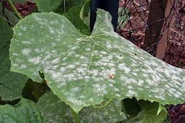キュウリの病気:症状、治療および予防(写真付き) キュウリの病気:症状、治療および予防(写真付き)