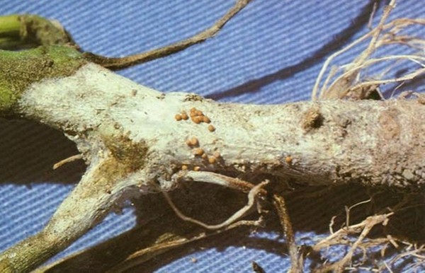 キュウリの病気：症状、治療および予防（写真付き）