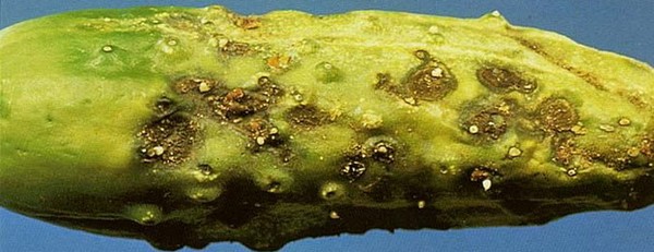 キュウリの病気：症状、治療および予防（写真付き）