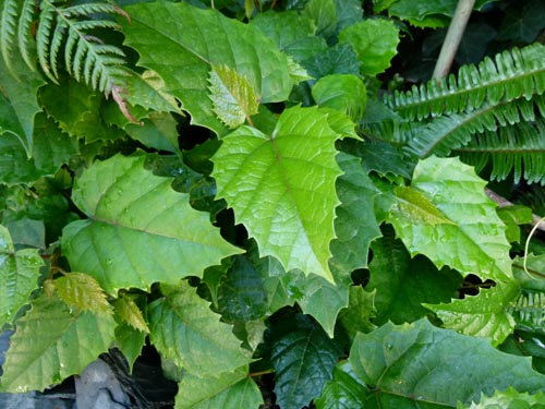 Cissus。ホームケア