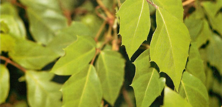 Cissus：写真と在宅ケア