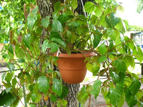 Cissus。ブドウの種類